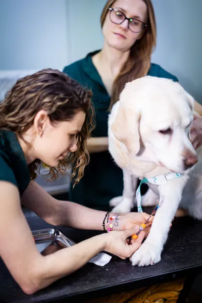 Gydytoja Ilona ima kraujo mėginį iš labradoro letenos, gydytoja Lina prilaiko šunį